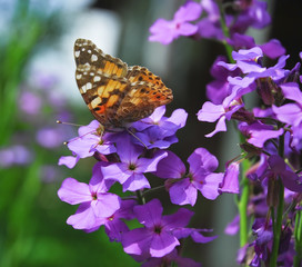 The painted lady butterfly (Vanessa cardui) on Purple flowers of Hesperis