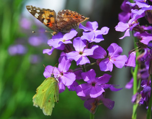 The butterflies painted lady  (Vanessa cardui) and common brimstone (Gonepteryx rhamni) on Purple...