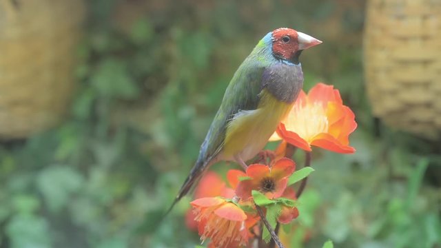 A colorful, small bird perches on a branch with pretty orange blossoms in the forefront, with additional footage of another bird on a colorful beaded swing with greenery and woven baskets.