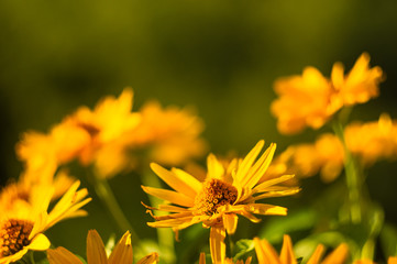 bouquet of bright yellow flowers Heliopsis helianthoides
