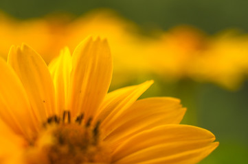 bouquet of bright yellow flowers Heliopsis helianthoides