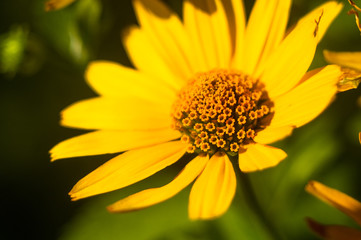 bouquet of bright yellow flowers Heliopsis helianthoides