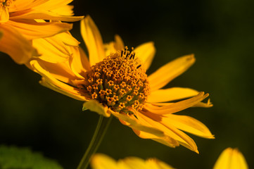 bouquet of bright yellow flowers Heliopsis helianthoides