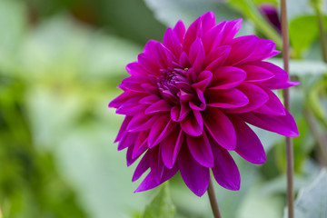 Fototapeta premium Dahlie (Dahlia)