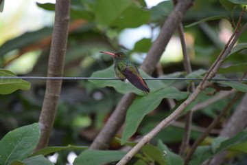 Colibri en reposo © Stefy