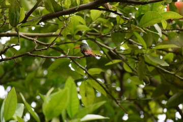 Colibri de espalda