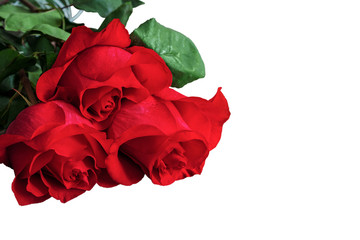 Red or scarlet roses with green leaves. Isolated, white background.