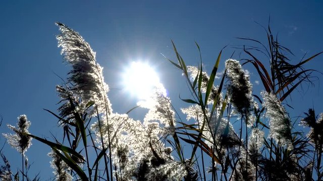 Seeing the sun and light flares through a row of moving reeds.