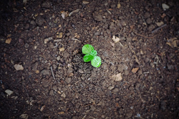 Planting a small plant on a pile of soil. Growing plants top view.