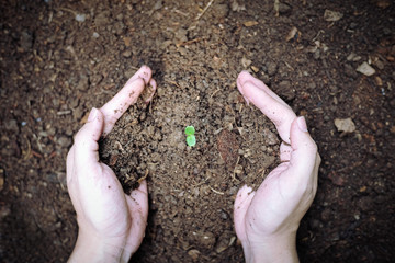 Men hands planting the young plant, planting the seedlings into the soil.