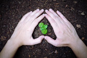 Men hands planting the young plant, planting the seedlings into the soil.