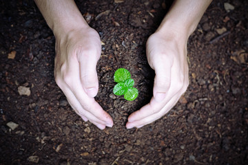 Men hands planting the young plant, planting the seedlings into the soil.