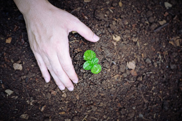 Men hands planting the young plant, planting the seedlings into the soil.