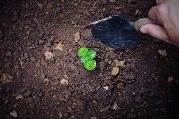 Planting a small plant on a pile of soil on green bokeh backgroud. Top view.