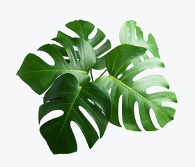 Fototapeta na wymiar tropical botanical leaves backgrounds on white