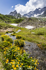 Fototapeta na wymiar yellow flowers high mountain