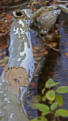 Fallen log in the river 