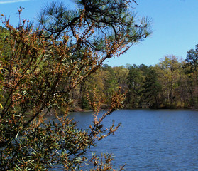 View of the lake through the trees