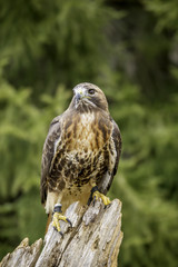 Red winged hawk