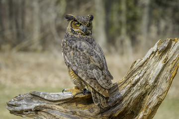 Great horned owl