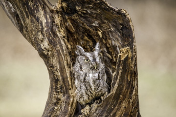 Fototapeta premium Eastern Screech Owl in a hollow tree