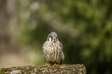 Merlin falcon
