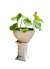 The Lotus in flowerpot isolated on white background