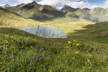 flowers near a mountain lake