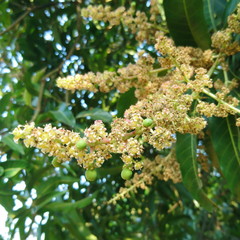 young baby green mango with flower on mango tree