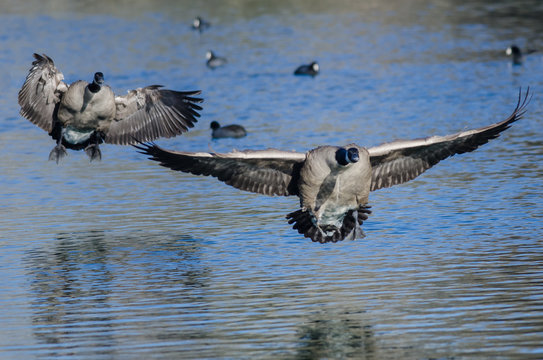 Canada Geese Landing On The Still Blue Pond Water