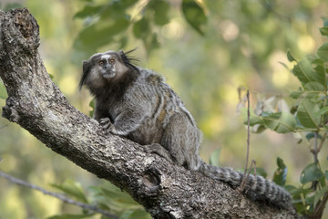 sagui 2