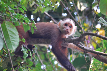 Colombian monkey