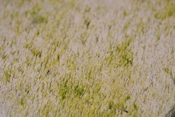 green mos plant on floor closeup