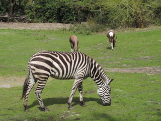Fototapeta na wymiar Zebra in safari