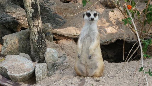 Alert meerkat (Suricata suricatta), Meir Cats are standing two legs to guard the disaster.