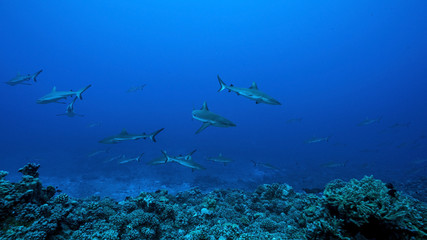Fakarava Atoll in Tuamotu Archipelago and its ocean passes are famous of very large schools of sharks