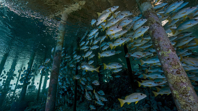 Large schools on snappers congregate under village pier in Fakarava Atoll, Tuamotu Archipelago, French Polynesia