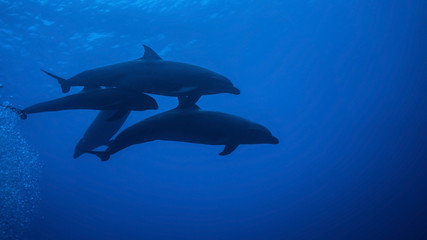 Nature's miracles, a tiny Melon-headed whale baby has been adopted by pack of Common Bottle-nose Dolphins, witnesses in Tiputa Pass, Rangiroa.