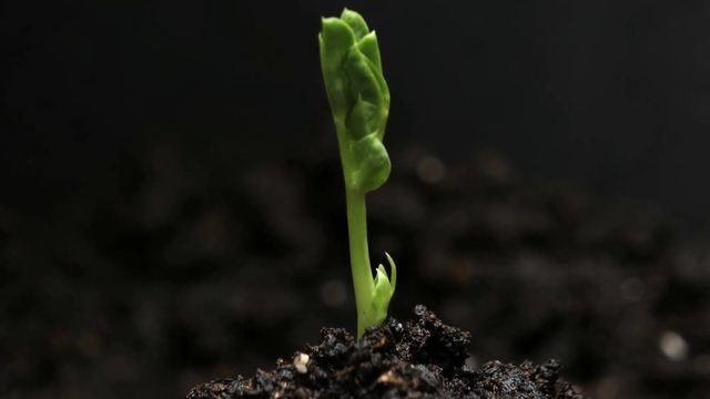 Germinating Pea Bean Seed Growing in Ground Agriculture Spring Summer Timelapse