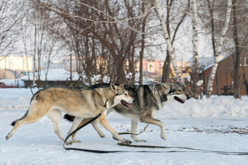 Fototapeta na wymiar Beautiful male and female of Saarloos wolfhound in winter park