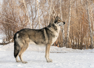 Beautiful male dog of Saarloos wolfhound in winter park