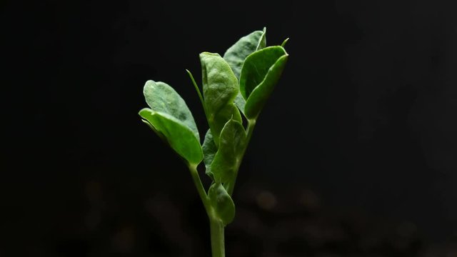 Germinating Pea Bean Seed Growing in Ground Agriculture Spring Summer Timelapse