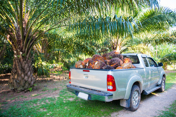 Pile of palm oil on pickup truck © Sunanta