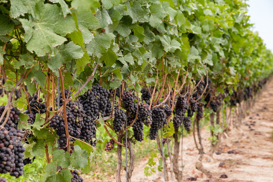 Niagara Grapes At Vineyard