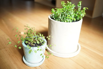 ２つの観葉植物