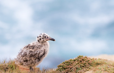 Baby Seagull Chick