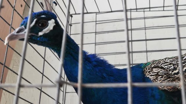2266 Peacock in Cage, 4K