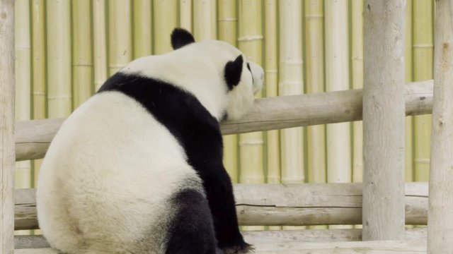 Panda chilling at the zoo