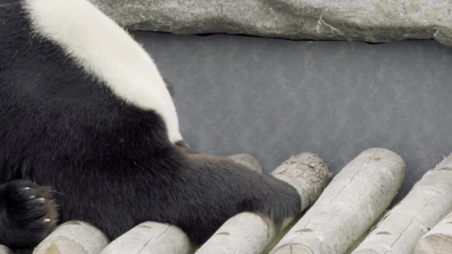 Panda chilling at the zoo