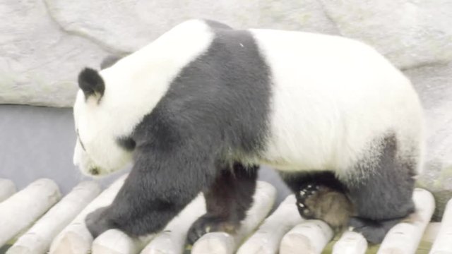 Panda chilling at the zoo